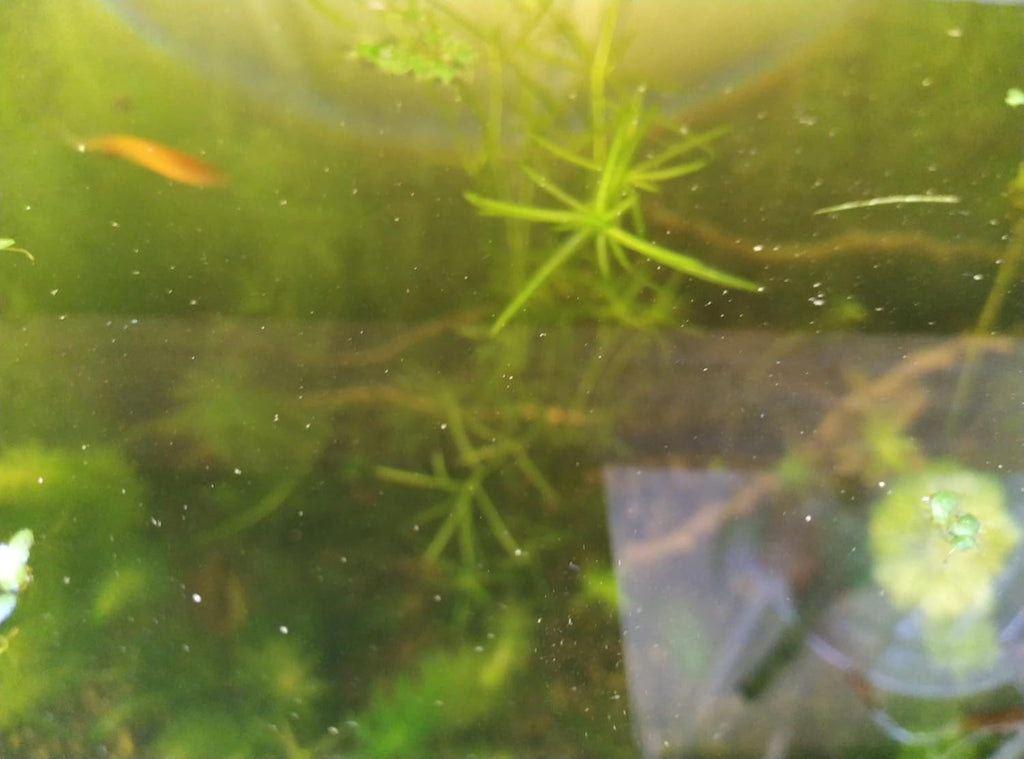 1 Cup of Live Guppy Grass Plus 1 Bunch of Hornwort Aquarium Plants, Freshwater Submerged Plants for Fish Tank