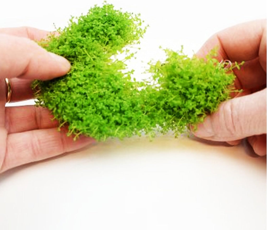 (1-Cup) Dwarf Baby Tears Carpet Imported Direct from Grower Live Aquarium Plants Decoration Tissue Culture for Freshwater Aquatic Plant Tank by Mainam
