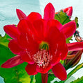 1 Feet Epiphyllum Orchid Cactus Plants Live, Red Orchird Cactus Fully-Rooted in 4" Pot, Cold Hardy, Fragrant