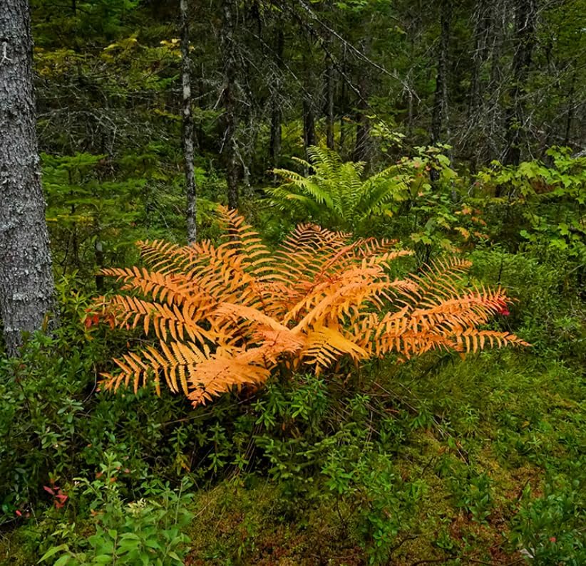 10 Cinnamon Fern Rhizomes - Shade Perennial Fern Roots - Osmundastrum cinnamomeum - (10 Pack)