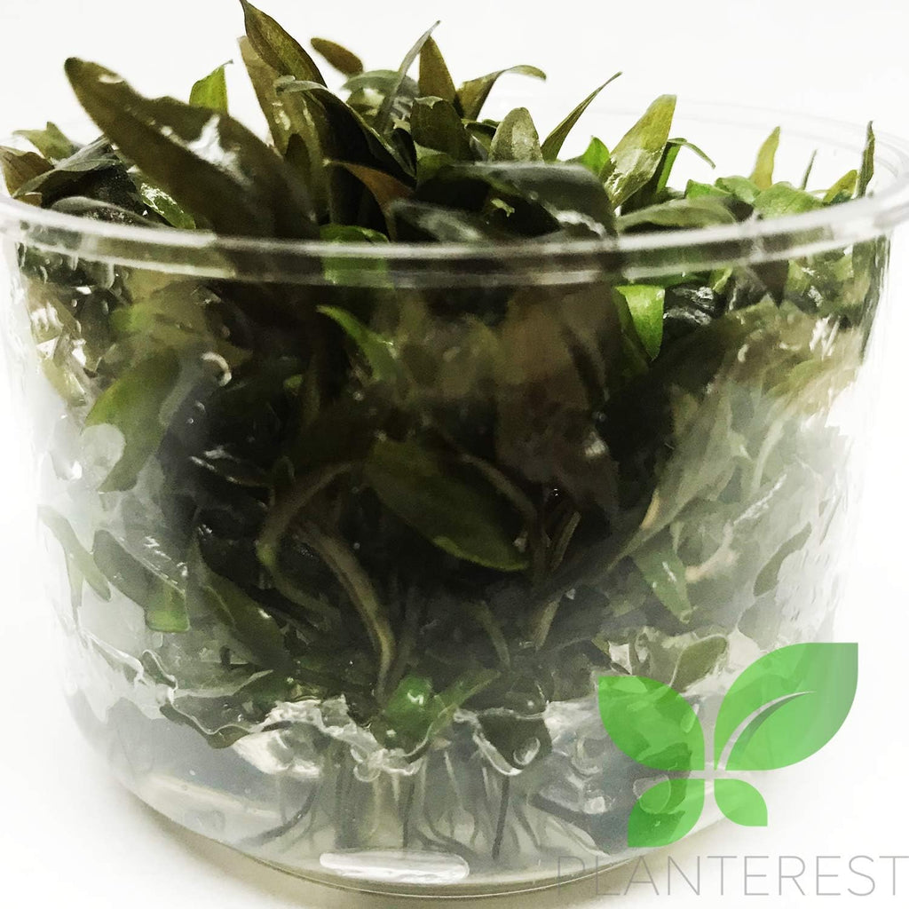 (Cryptocoryne Tropica) Cryptocoryne Assorted Tissue Culture Cup Freshwater Live Aquarium Plants Decoration BUY2GET1FREE