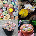 10 Lithops Live Plants, Mixed Living Stones Succulents, 1 Year Old Lithops, Easy Care Succulent Plant for Indoor Garden
