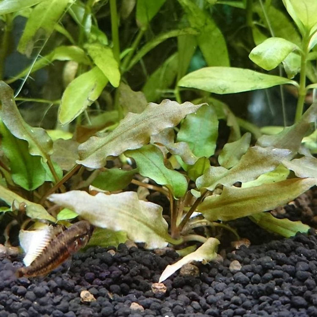 (Cryptocoryne Wendtii Brown) Cryptocoryne Assorted Tissue Culture Cup Freshwater Live Aquarium Plants Decoration BUY2GET1FREE