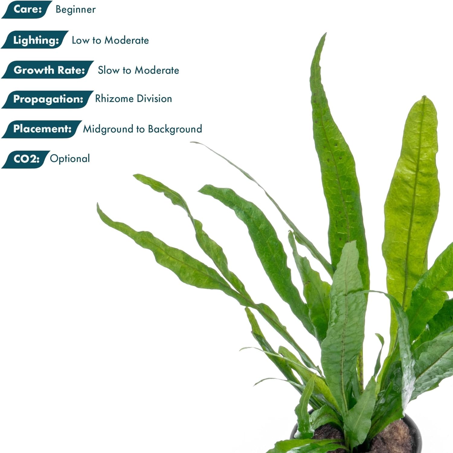 SubstrateSource Live Plants - Microsorum Pteropus ‘Narrow’ (Microsorum pteropus) - Low to Medium Light, Deep Green Accent Aquatic Epiphytic Plant, Midground to Background Placement - Pot, 1 Pack