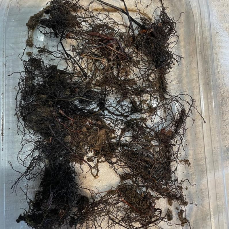 10 Christmas Fern Roots/Rhizomes - Polystichum acrostichoides - (10 Pack)