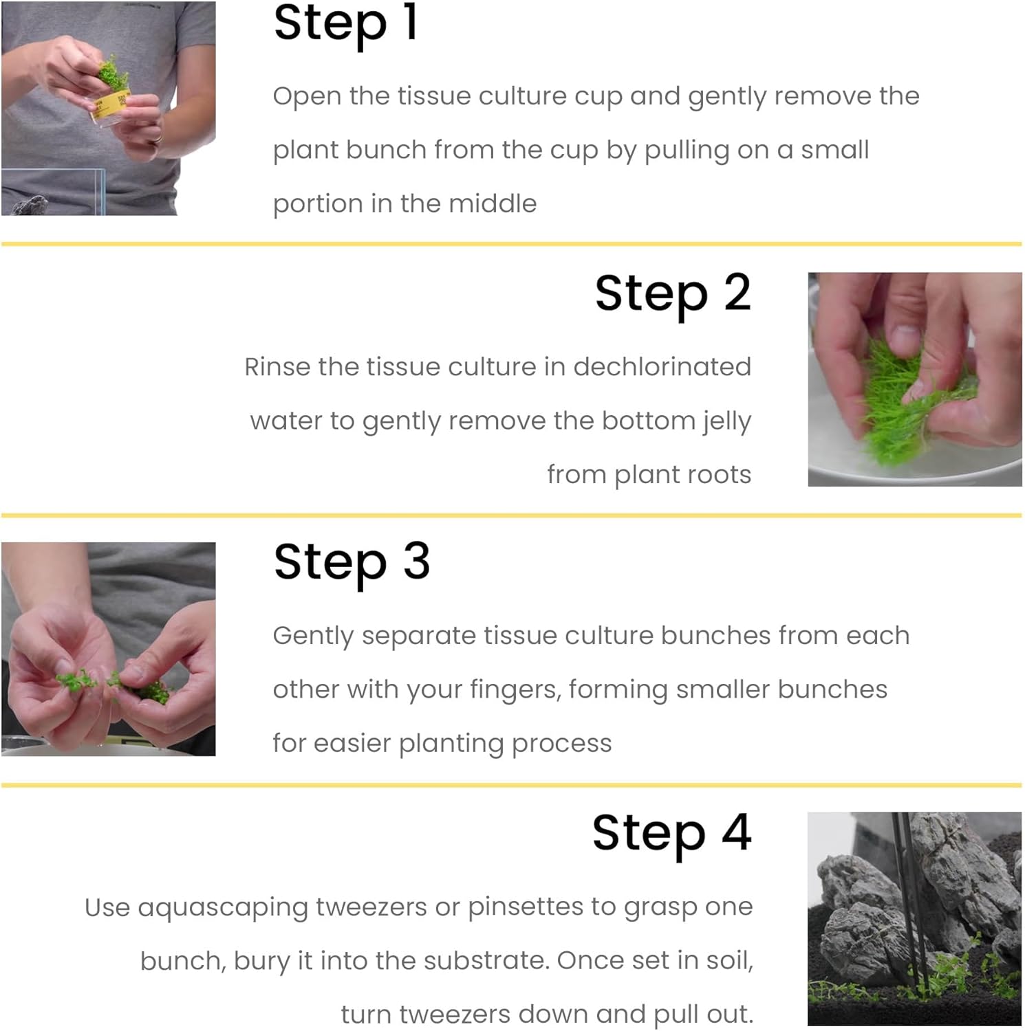 Ultum Nature Systems Live Tissue Culture - Pogostemon Erectus - Moderate - Medium to High Light - Bright Green Accent - Background - 100% Snail Free Grown in-Vitro - Regular Cup