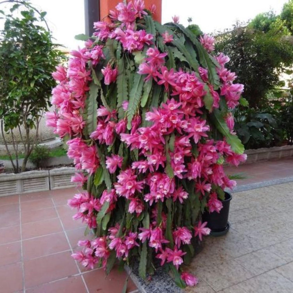 1 Feet Epiphyllum Orchid Cactus Plants Live, Pink Orchird Cactus Fully-Rooted in 4" Pot, Cold Hardy, Fragrant