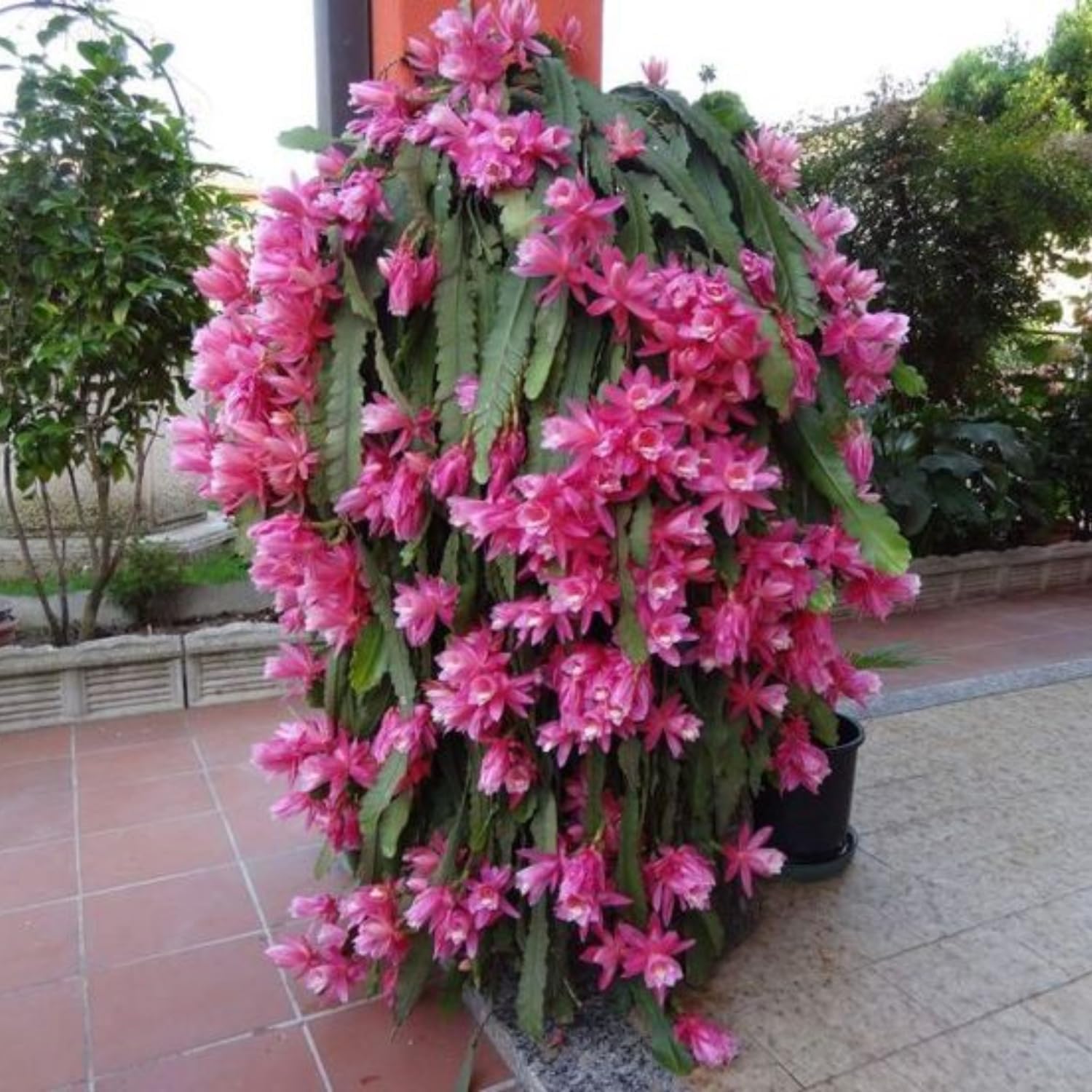 1 Feet Epiphyllum Orchid Cactus Plants Live, Pink Orchird Cactus Fully-Rooted in 4" Pot, Cold Hardy, Fragrant