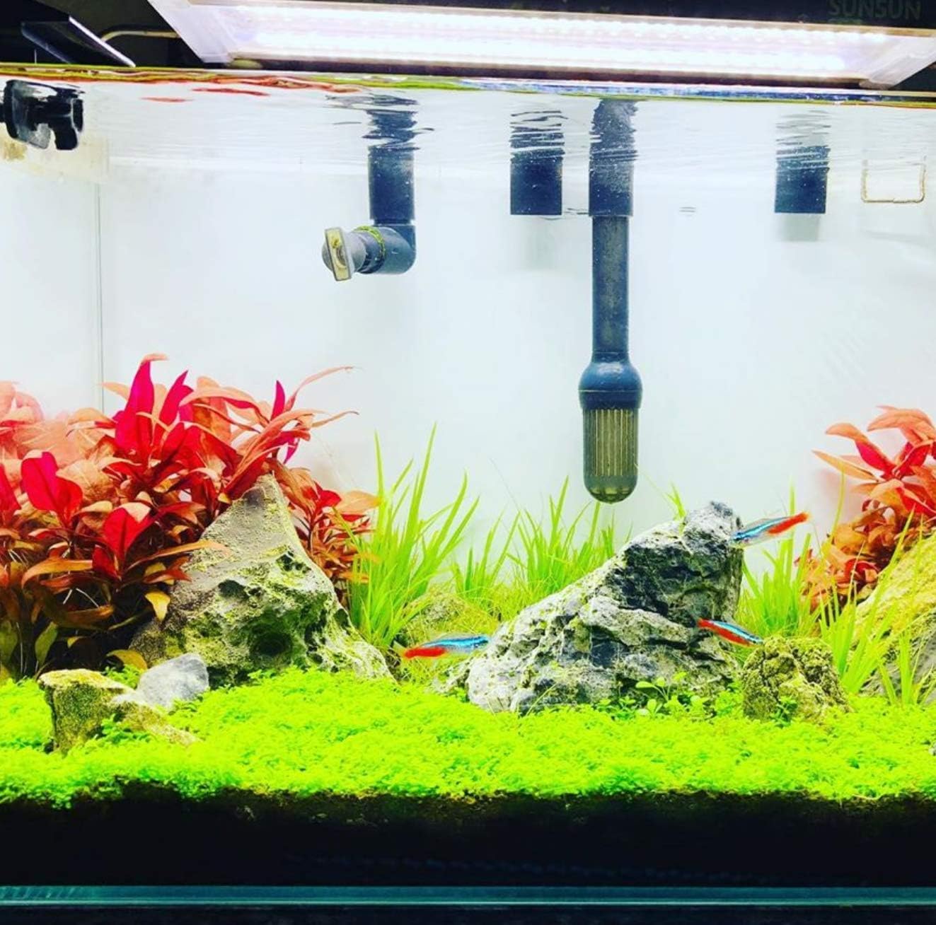 (1 Cup) Mainam Alternanthera Reineckii Mini Red 2" Tissue Culture Freshwater Red Stem Live Aquarium Plant