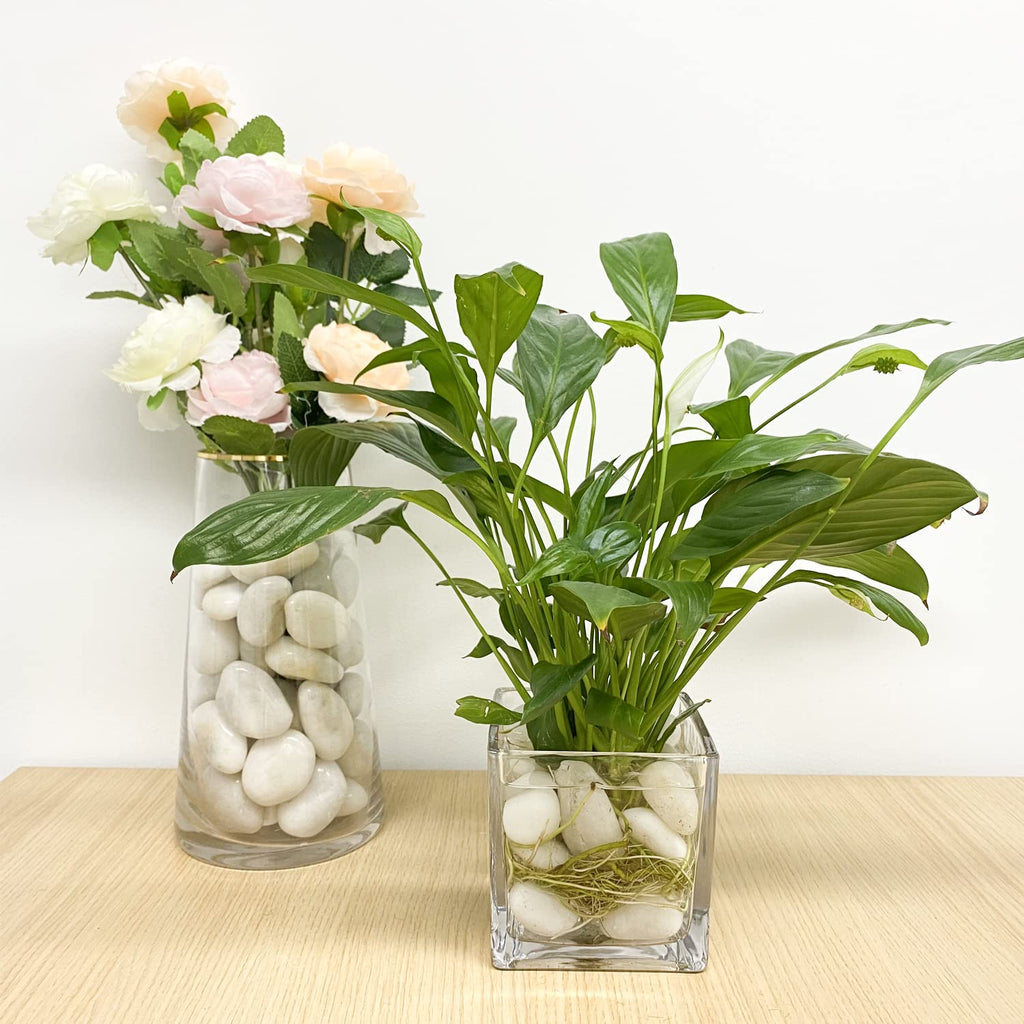 10 lbs White Pebbles for Indoor Plants, 0.8-1.2 Inch Small White River Rocks Stones for Planters, Vases, Fish Tank, Garden, Landscaping, Top Dressing and Bottem Drainage