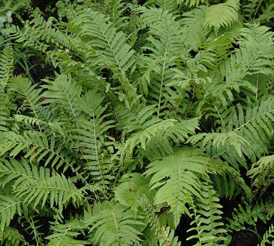 10 Christmas Fern Roots/Rhizomes - Polystichum acrostichoides - (10 Pack)