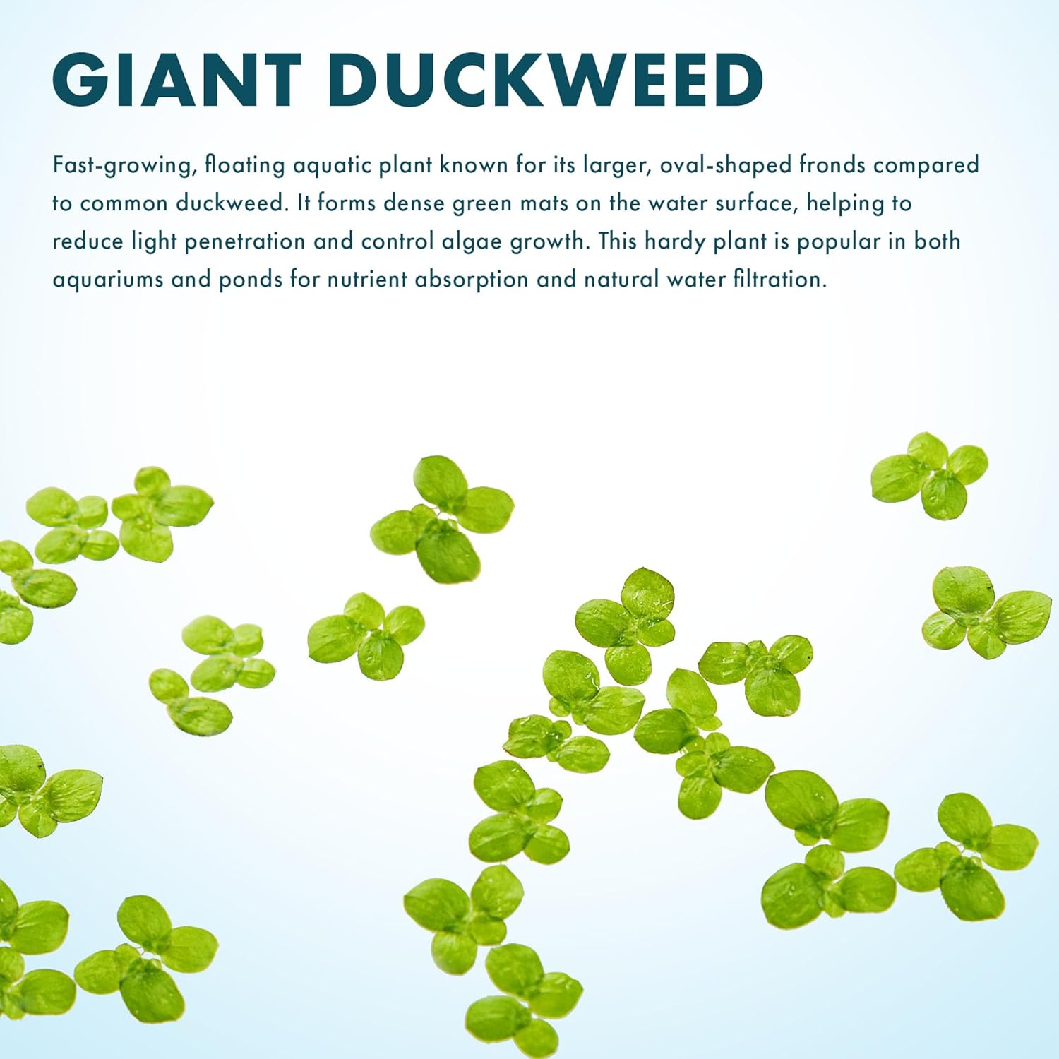 SubstrateSource Live Floating Aquatic Plant - Giant Duckweed, Spirodela Polyrhiza - Surface Shade for Aquarium Aquascaping, Shrimp Tank, Low Light, Nano, Freshwater Habitat, Pond Decor - 1 Pack