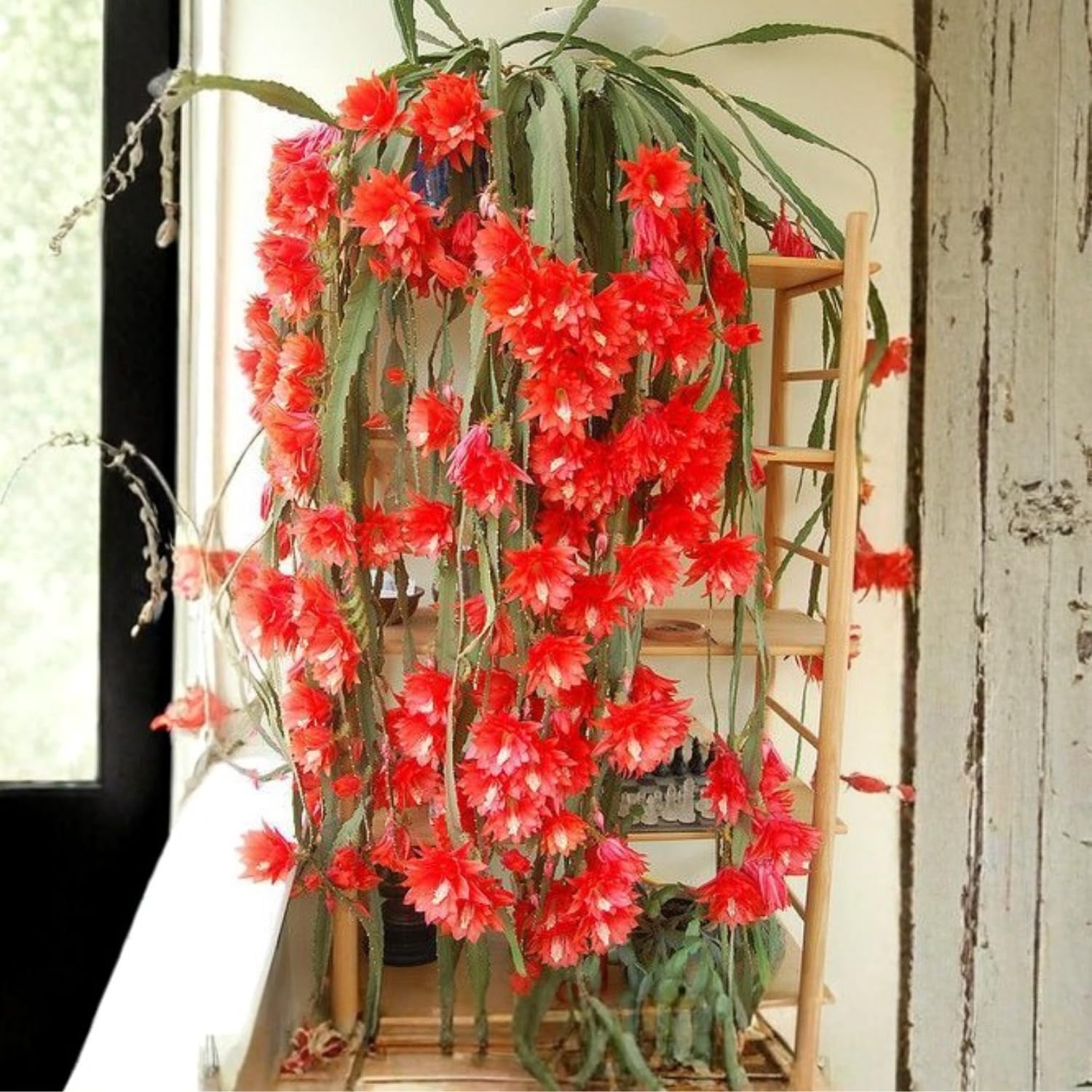 1 Feet Epiphyllum Orchid Cactus Plants Live, Red Orchird Cactus Fully-Rooted in 4" Pot, Cold Hardy, Fragrant