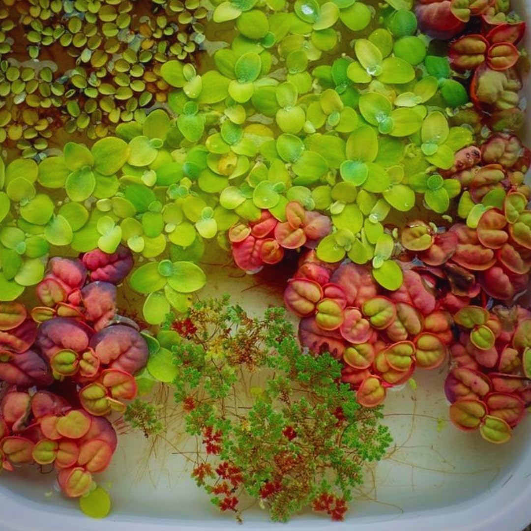 30+ Red Root Floater Plants Live, Aquarium Plants Live, Live Floating Plant for Aquarium, Aquatic Live Plants
