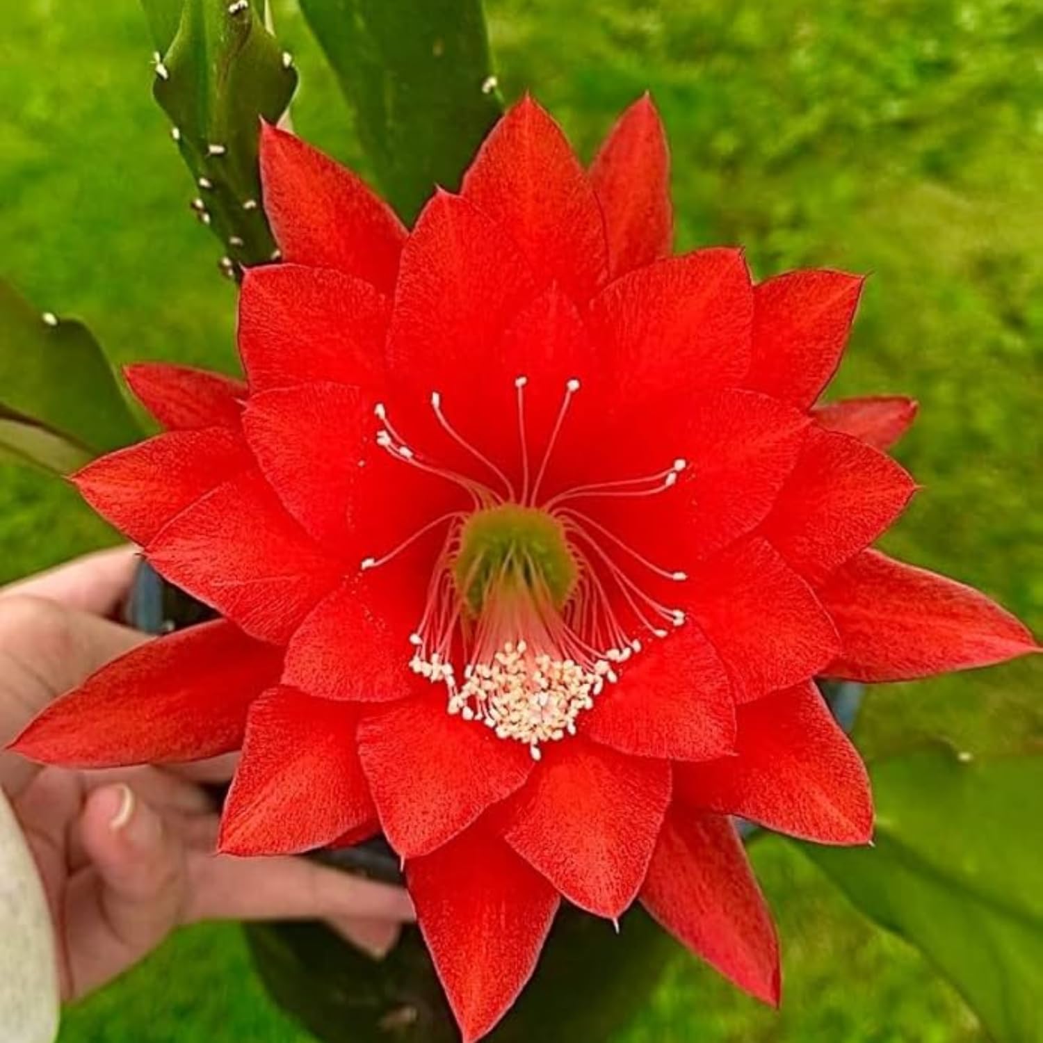 1 Feet Epiphyllum Orchid Cactus Plants Live, Red Orchird Cactus Fully-Rooted in 4" Pot, Cold Hardy, Fragrant