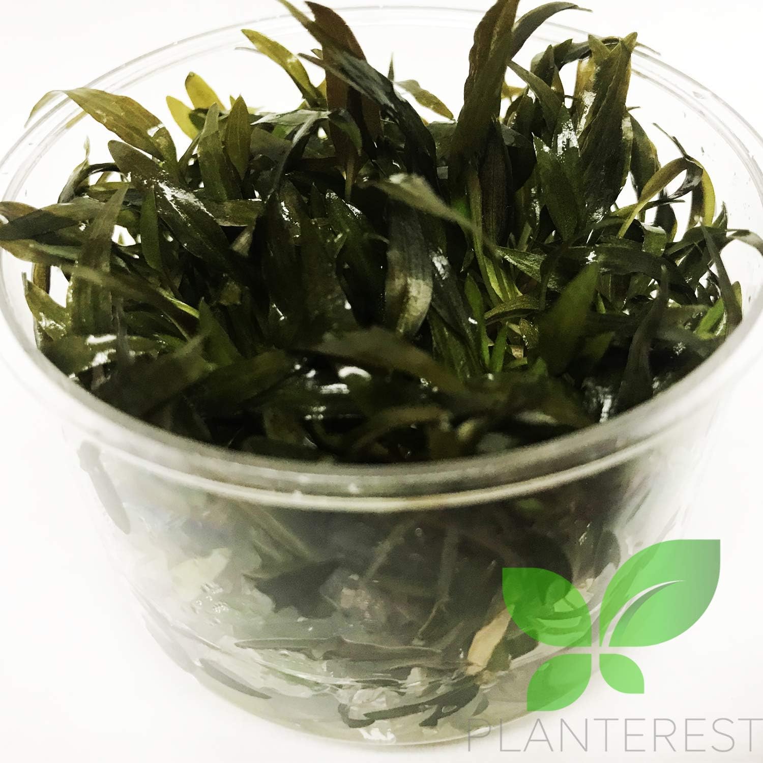 (Cryptocoryne Mioya) Cryptocoryne Assorted Tissue Culture Cup Freshwater Live Aquarium Plants Decoration BUY2GET1FREE