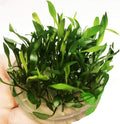 (Cryptocoryne Tropica) Cryptocoryne Assorted Tissue Culture Cup Freshwater Live Aquarium Plants Decoration BUY2GET1FREE