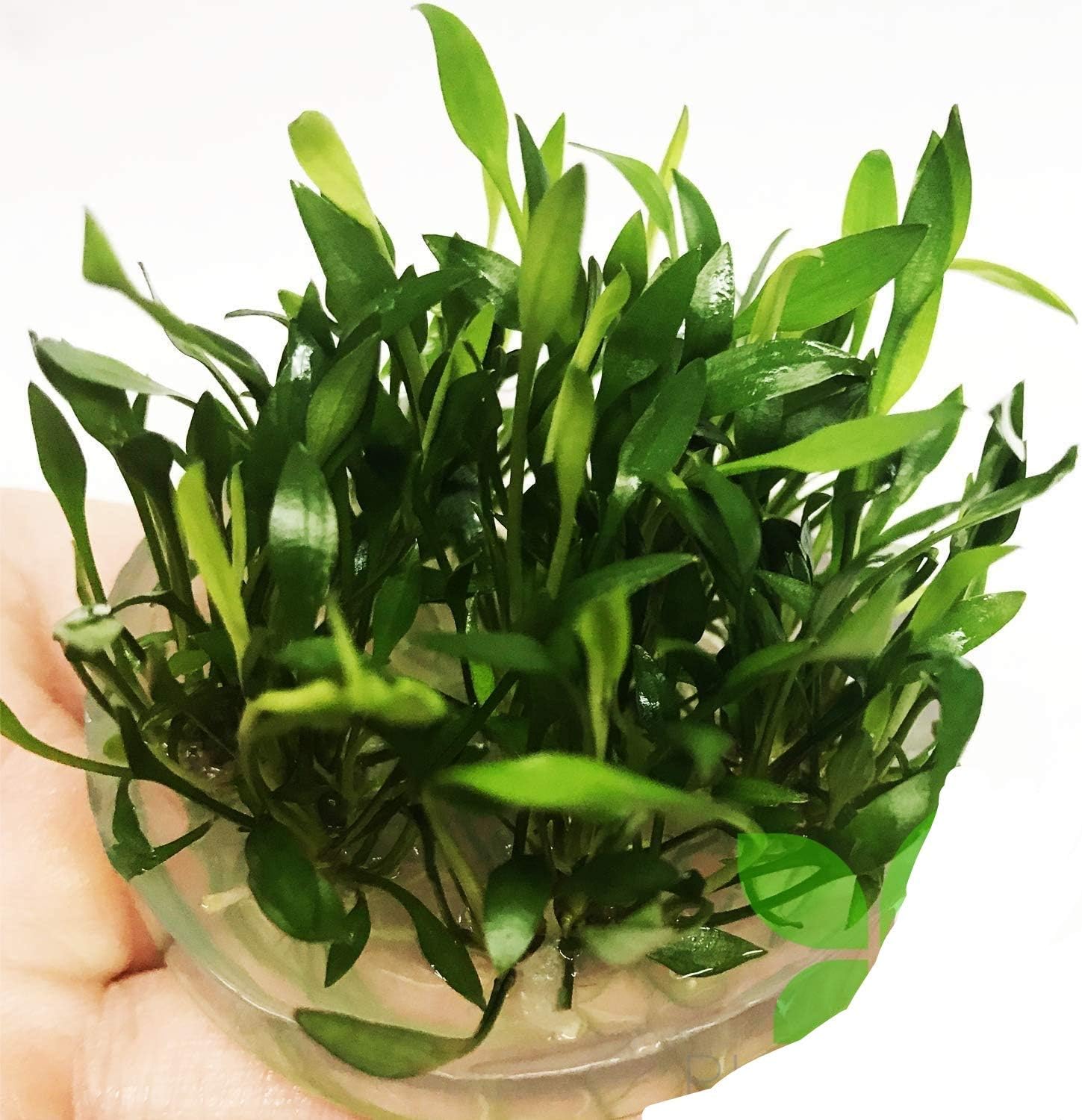 (Cryptocoryne Tropica) Cryptocoryne Assorted Tissue Culture Cup Freshwater Live Aquarium Plants Decoration BUY2GET1FREE