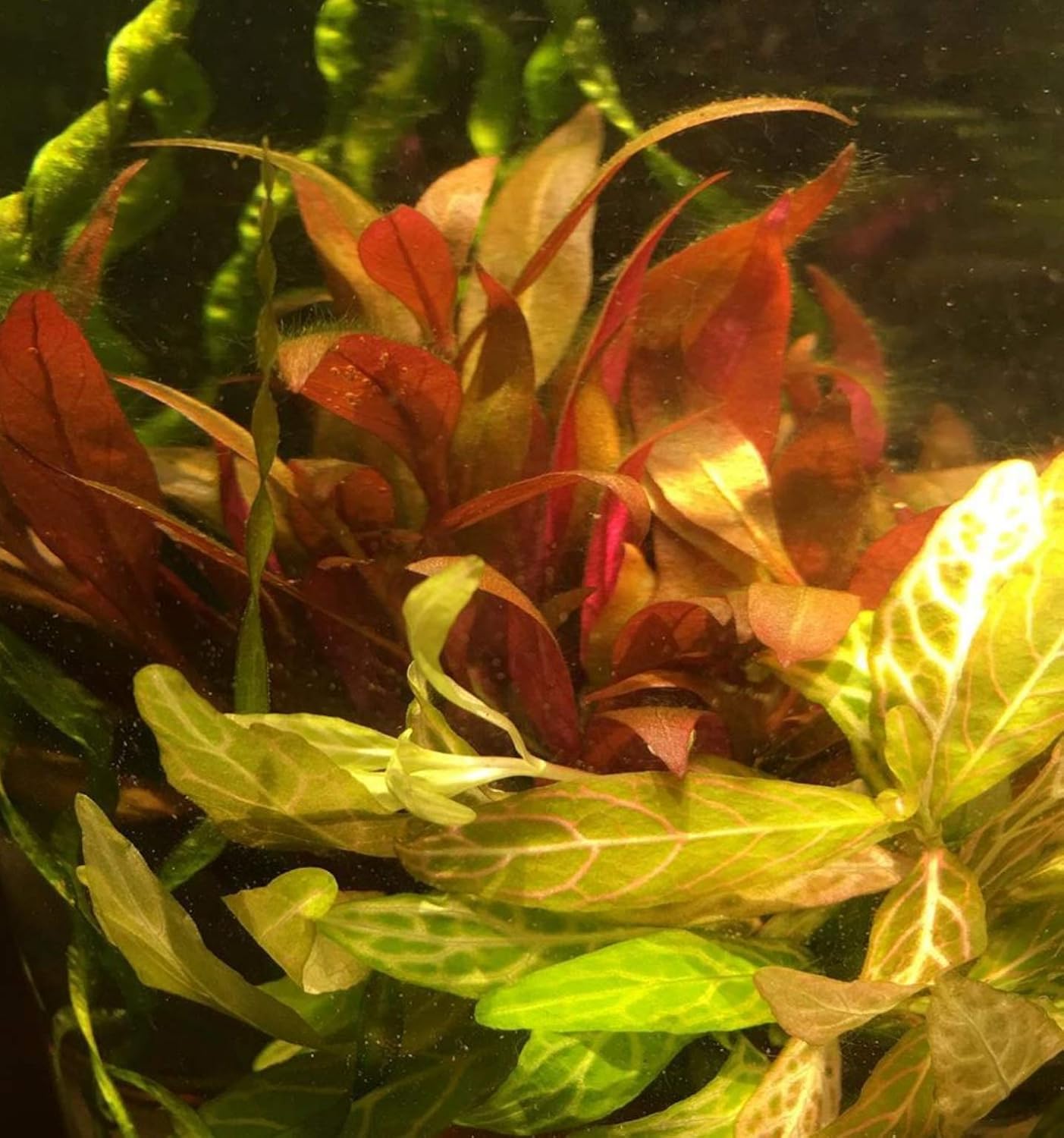 (1 Cup) Mainam Alternanthera Reineckii Mini Red 2" Tissue Culture Freshwater Red Stem Live Aquarium Plant