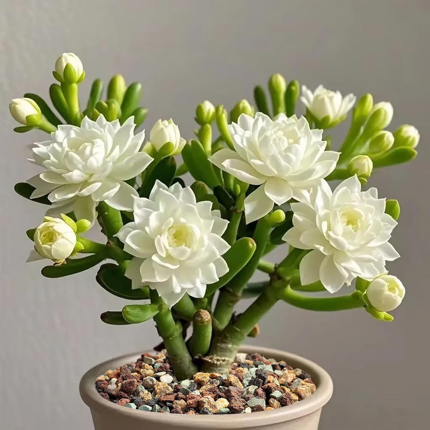 10 lbs Succulent Cactus Soil Potting Mix,5-8 mm Pebbles Mix Horticultural Lava Rock