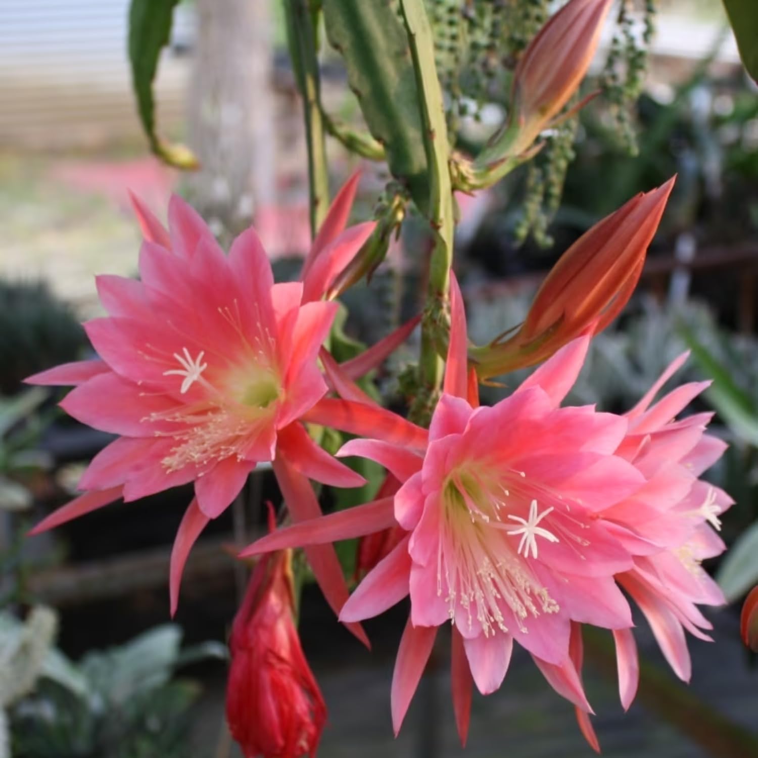 1 Feet Epiphyllum Orchid Cactus Plants Live, Pink Orchird Cactus Fully-Rooted in 4" Pot, Cold Hardy, Fragrant