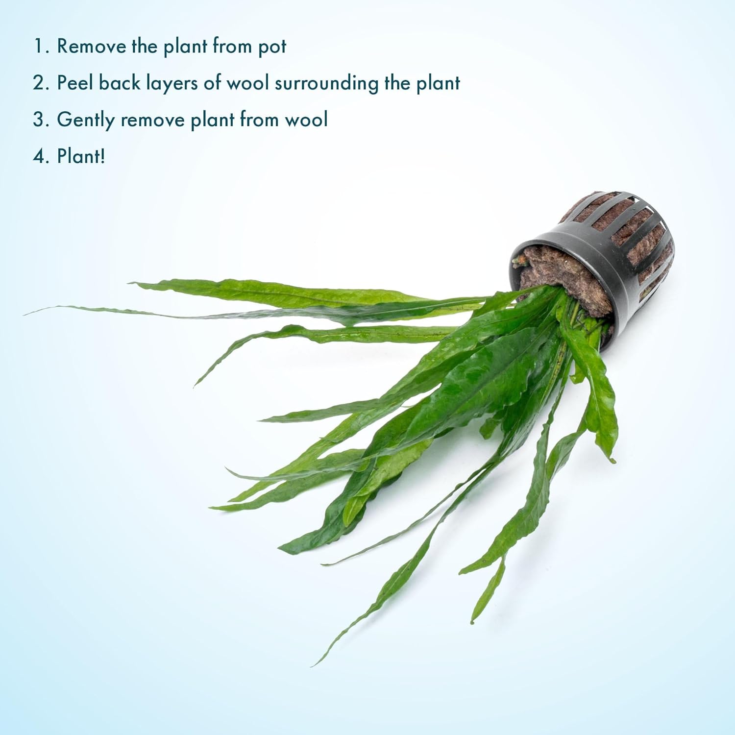 SubstrateSource Live Plants - Microsorum Pteropus ‘Narrow’ (Microsorum pteropus) - Low to Medium Light, Deep Green Accent Aquatic Epiphytic Plant, Midground to Background Placement - Pot, 1 Pack