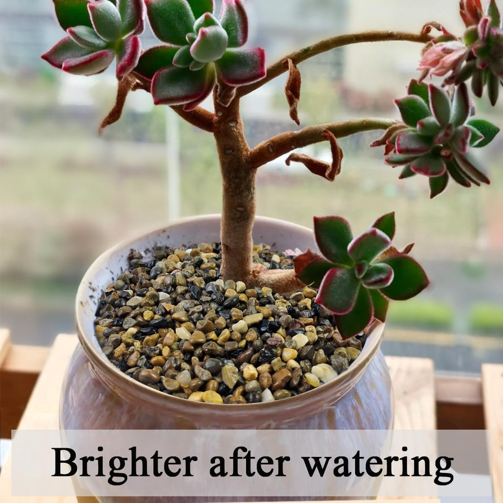 10 lbs Pea Gravel for Landscaping,1/4 Inch Aquarium Gravel. Decorative River Rocks for Fish Tank Succulent Vase Cactus Bonsai Plant Soil Cover and Outdoor Landscaping Rocks