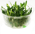 (Cryptocoryne Wendtii Green Gecko) Cryptocoryne Assorted Tissue Culture Cup Freshwater Live Aquarium Plants Decoration BUY2GET1FREE