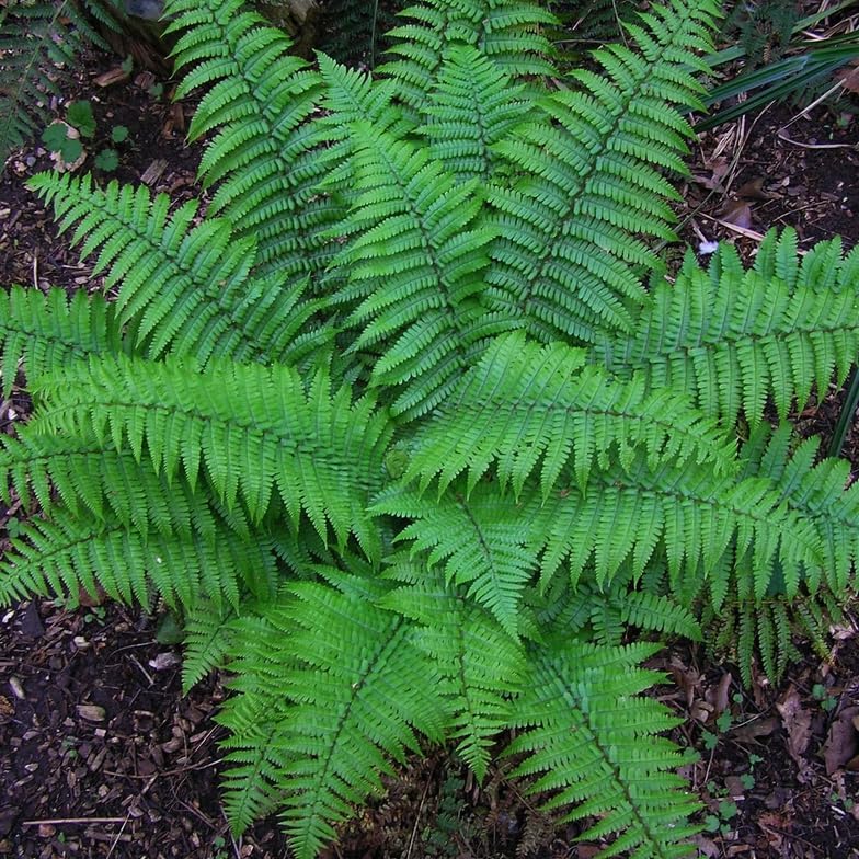 10 Christmas Fern Roots/Rhizomes - Polystichum acrostichoides - (10 Pack)