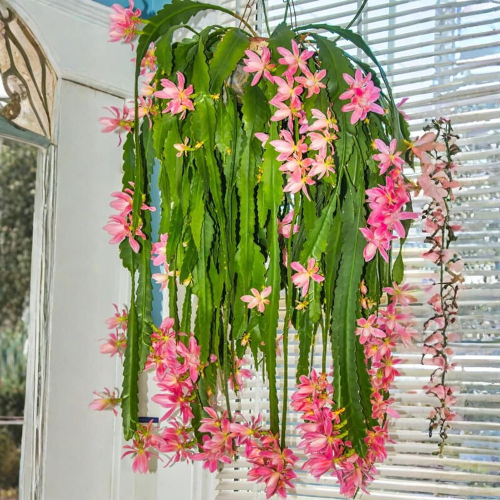 1 Feet Epiphyllum Orchid Cactus Plants Live, Pink Orchird Cactus Fully-Rooted in 4" Pot, Cold Hardy, Fragrant