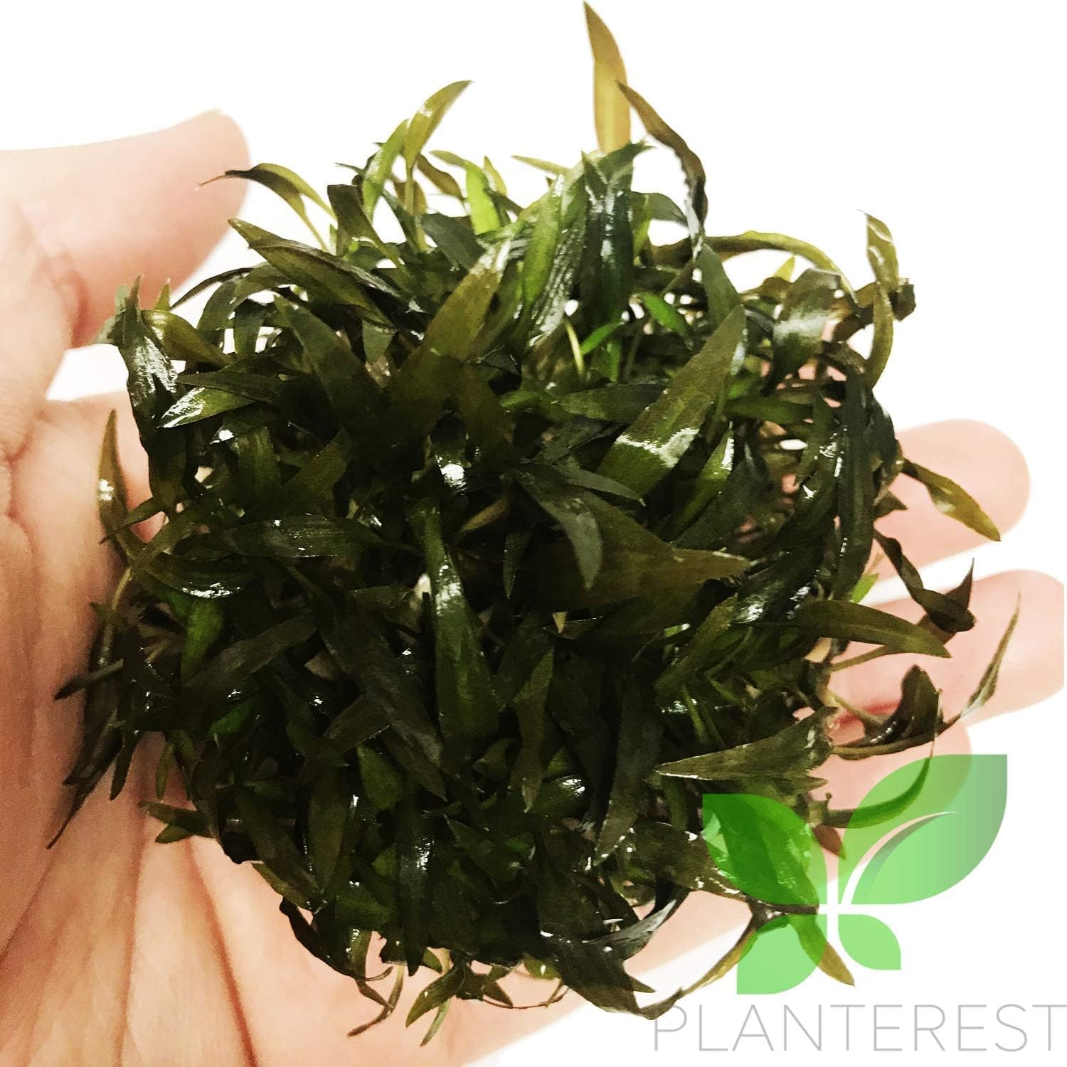 (Cryptocoryne Mioya) Cryptocoryne Assorted Tissue Culture Cup Freshwater Live Aquarium Plants Decoration BUY2GET1FREE