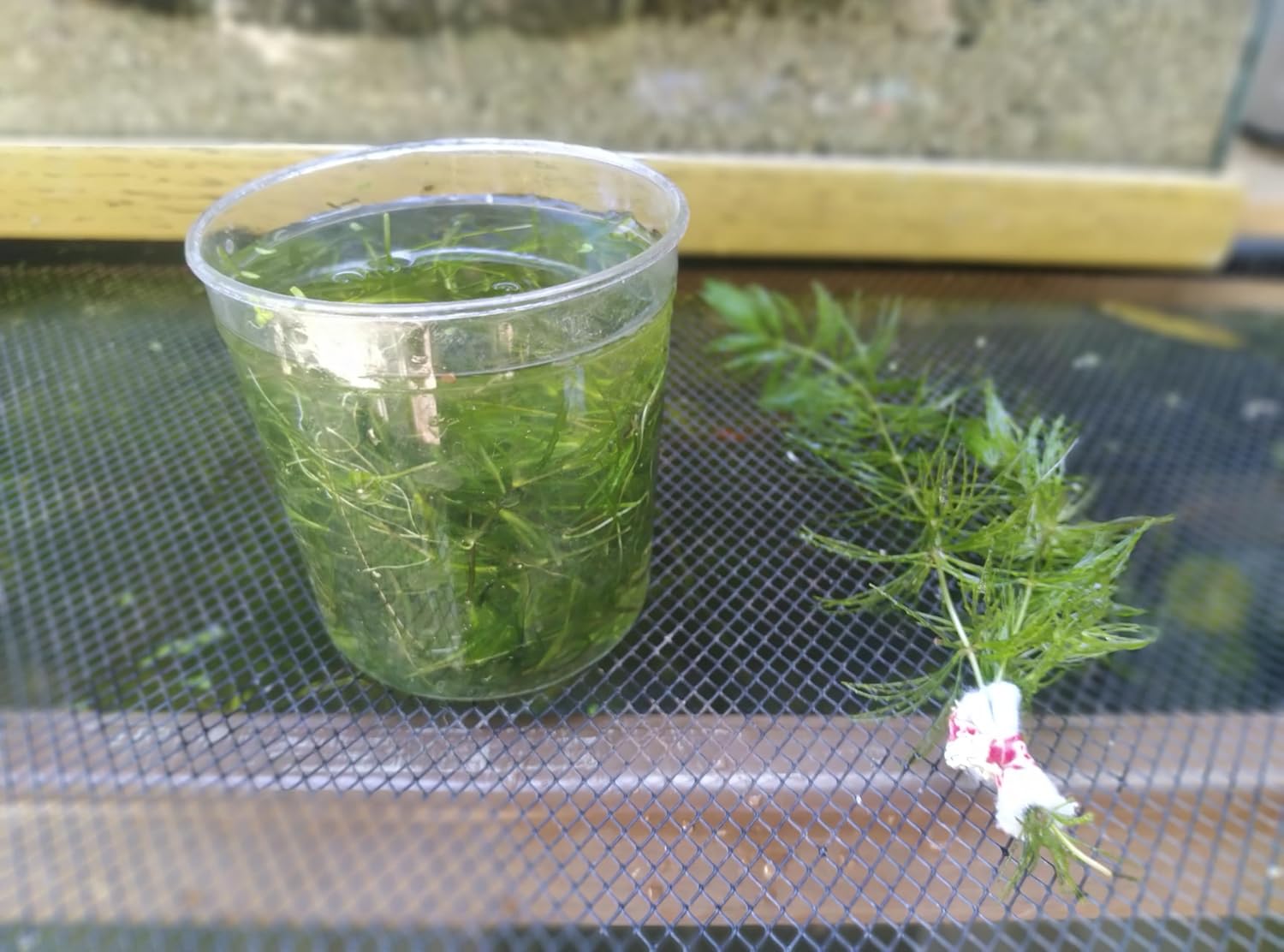 1 Cup of Live Guppy Grass Plus 1 Bunch of Hornwort Aquarium Plants, Freshwater Submerged Plants for Fish Tank