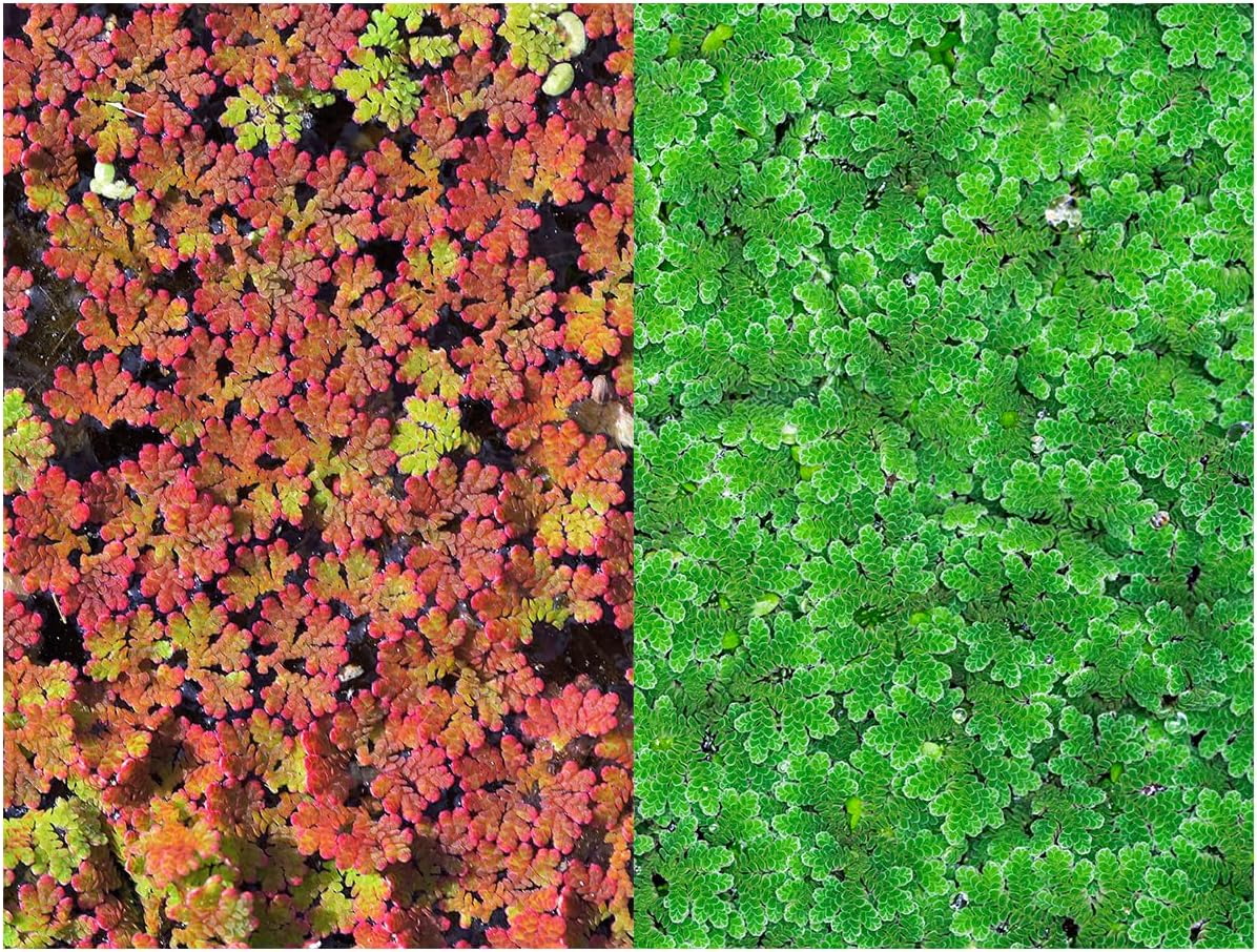 Azolla caroliniana 25 + Plants Live Floating Pond Plant Mosquito Fern Water Velvet Fairy Moss Aquarium Outdoor Ponds Fast Growth Outcompetes Algae Fish Food filiculoides