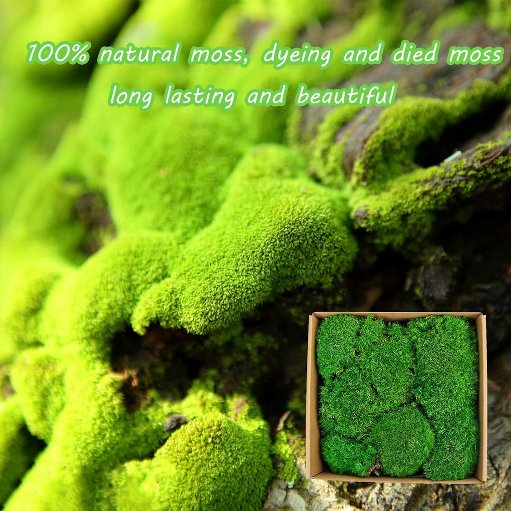 1.5 Sq. Ft. Preserved Moss Pole Decorative Moss for Crafts, Art, Wall Decor,Dark Green