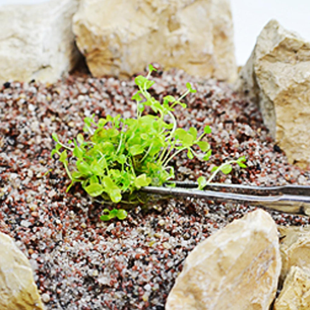 (3-Cup) Dwarf Baby Tears Carpet Imported Direct from Grower Live Aquarium Plants Tissue Culture for Freshwater Aquatic Plant Tank by Mainam