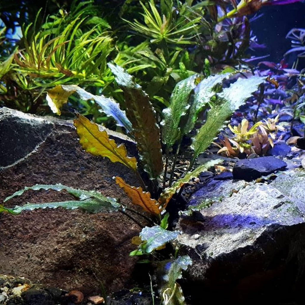 (Cryptocoryne Wendtii Brown) Cryptocoryne Assorted Tissue Culture Cup Freshwater Live Aquarium Plants Decoration BUY2GET1FREE