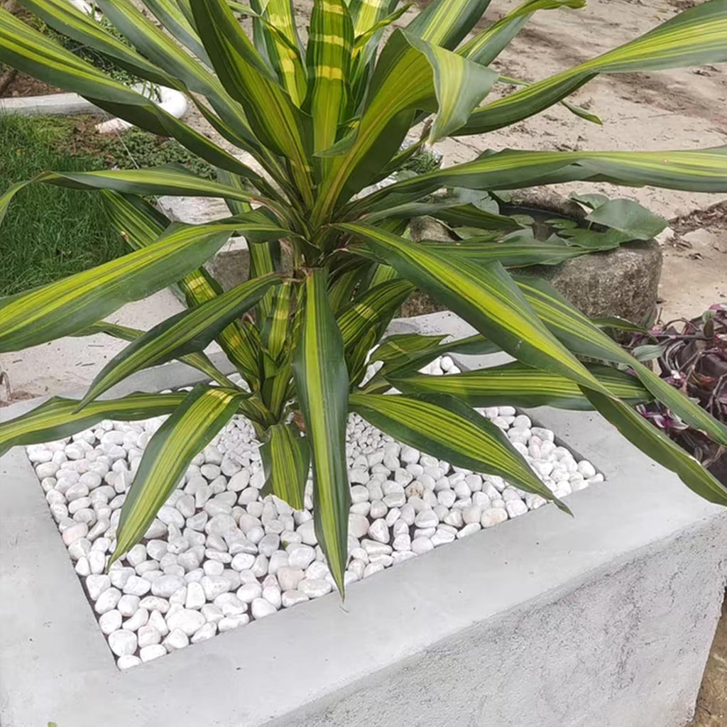 10 lbs White Gravel for Landscaping, 1-2 Inch Pebbles for Indoor Plants, Decorative River Rocks for Succulent, Vases, Aquariums, Crafting and Garden