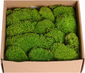 1.5 Sq. Ft. Preserved Moss Pole Decorative Moss for Crafts, Art, Wall Decor,Yellow Green Moss