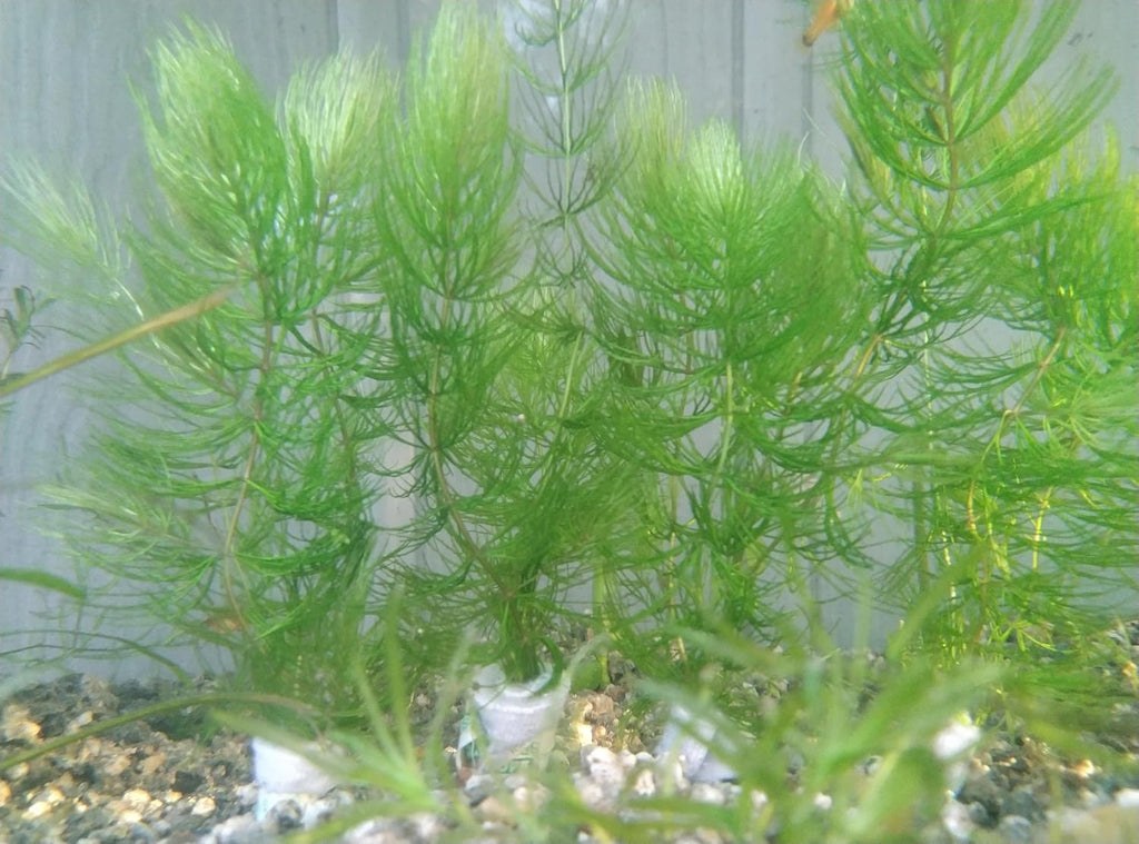 1 Cup of Live Guppy Grass Plus 1 Bunch of Hornwort Aquarium Plants, Freshwater Submerged Plants for Fish Tank