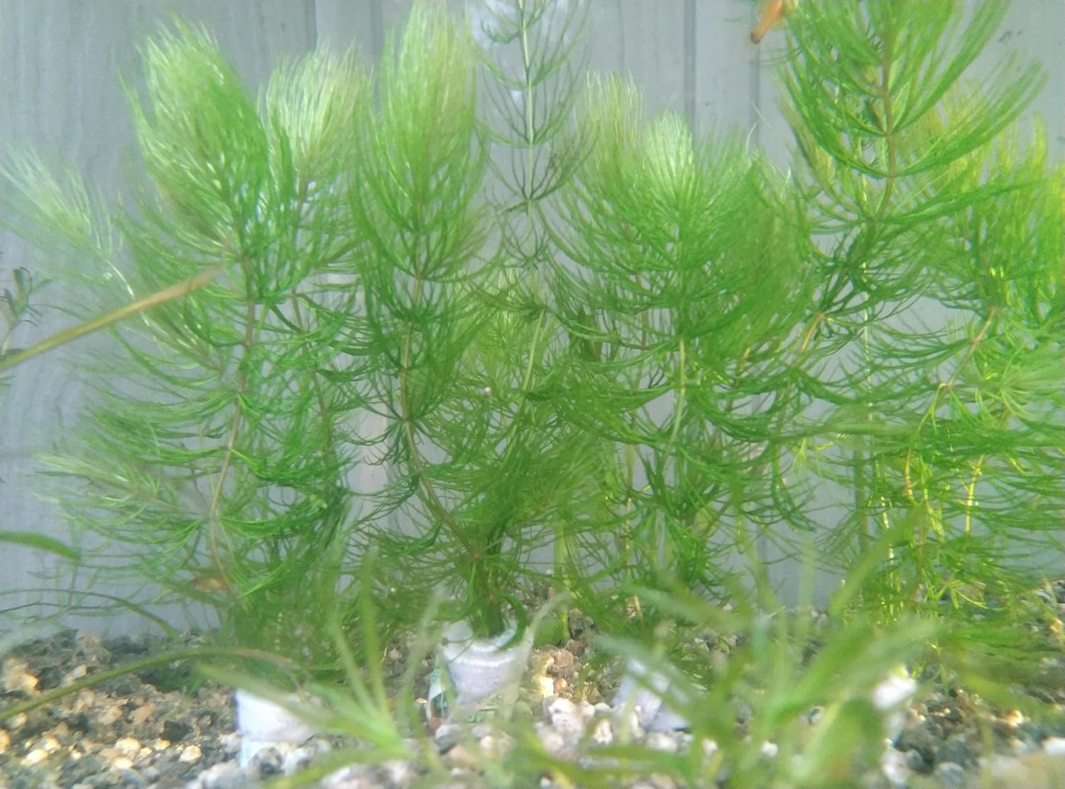 1 Cup of Live Guppy Grass Plus 1 Bunch of Hornwort Aquarium Plants, Freshwater Submerged Plants for Fish Tank