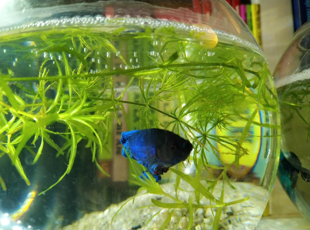 1 Cup of Live Guppy Grass Plus 1 Bunch of Hornwort Aquarium Plants, Freshwater Submerged Plants for Fish Tank