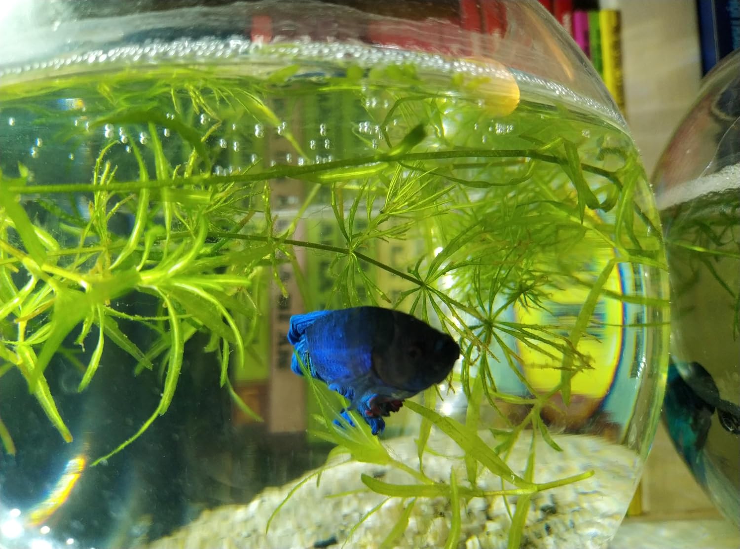 1 Cup of Live Guppy Grass Plus 1 Bunch of Hornwort Aquarium Plants, Freshwater Submerged Plants for Fish Tank