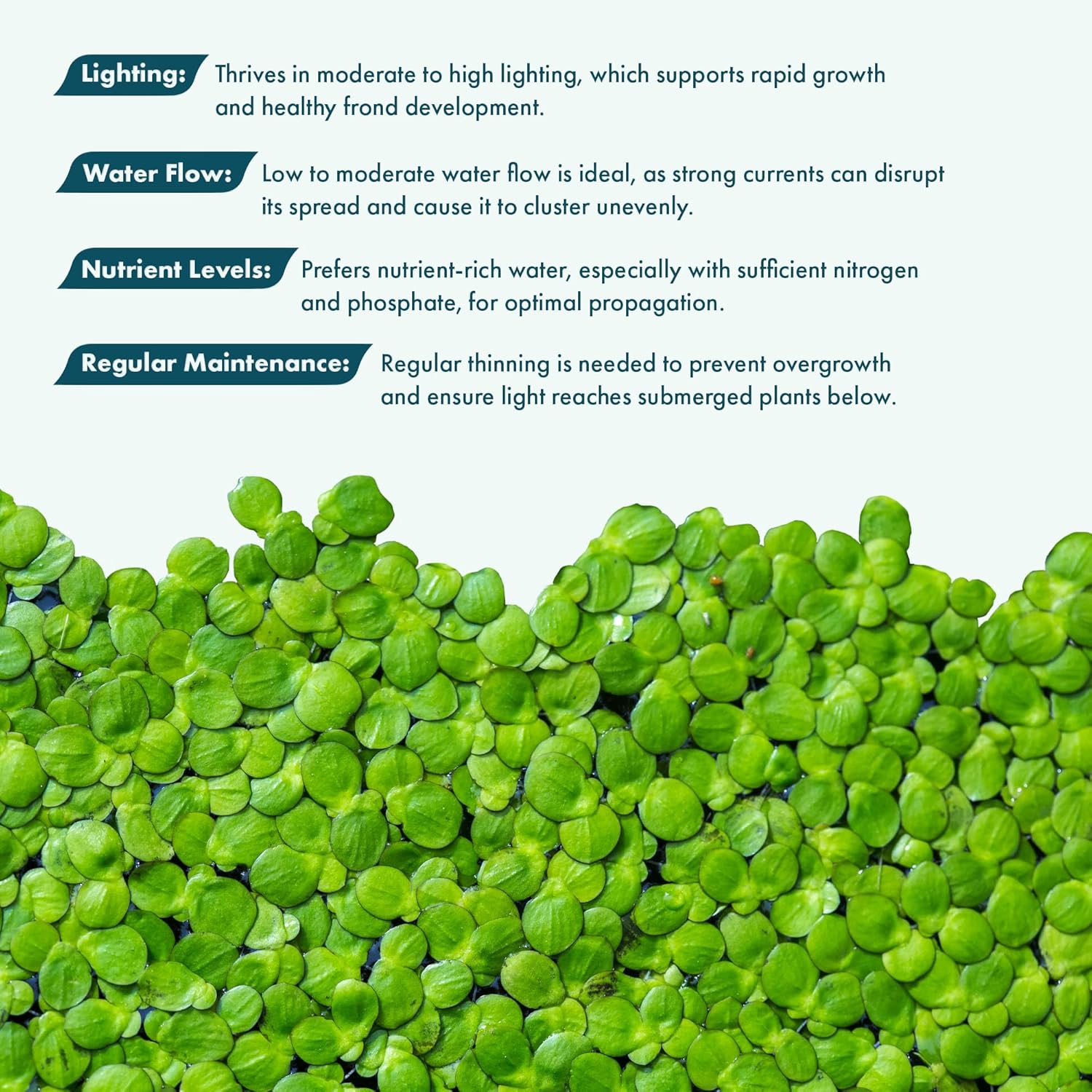 SubstrateSource Live Floating Aquatic Plant - Giant Duckweed, Spirodela Polyrhiza - Surface Shade for Aquarium Aquascaping, Shrimp Tank, Low Light, Nano, Freshwater Habitat, Pond Decor - 1 Pack