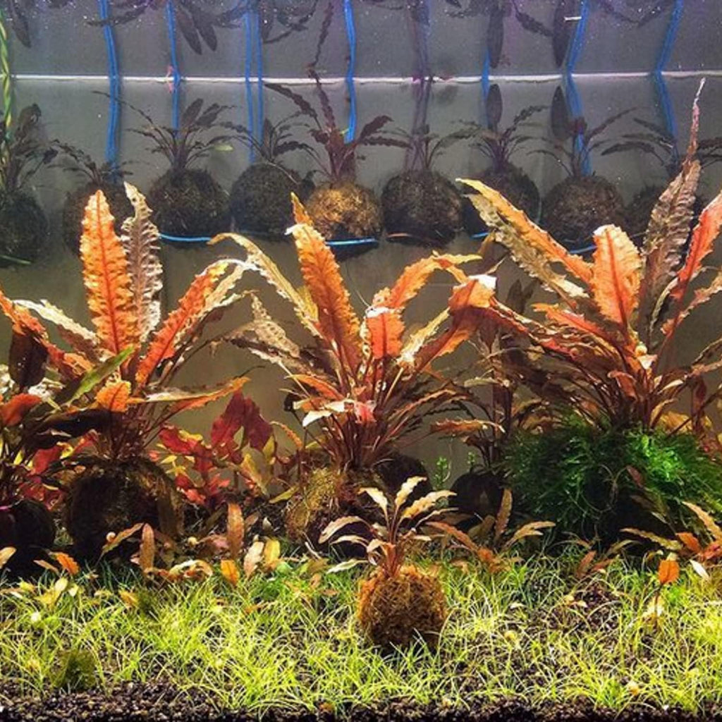 (Cryptocoryne Wendtii Brown) Cryptocoryne Assorted Tissue Culture Cup Freshwater Live Aquarium Plants Decoration BUY2GET1FREE