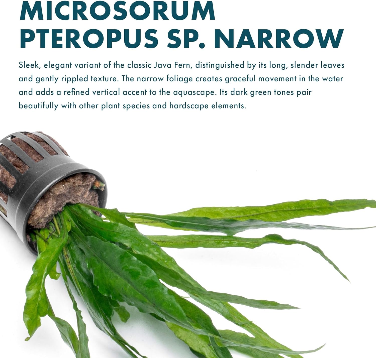 SubstrateSource Live Plants - Microsorum Pteropus ‘Narrow’ (Microsorum pteropus) - Low to Medium Light, Deep Green Accent Aquatic Epiphytic Plant, Midground to Background Placement - Pot, 1 Pack