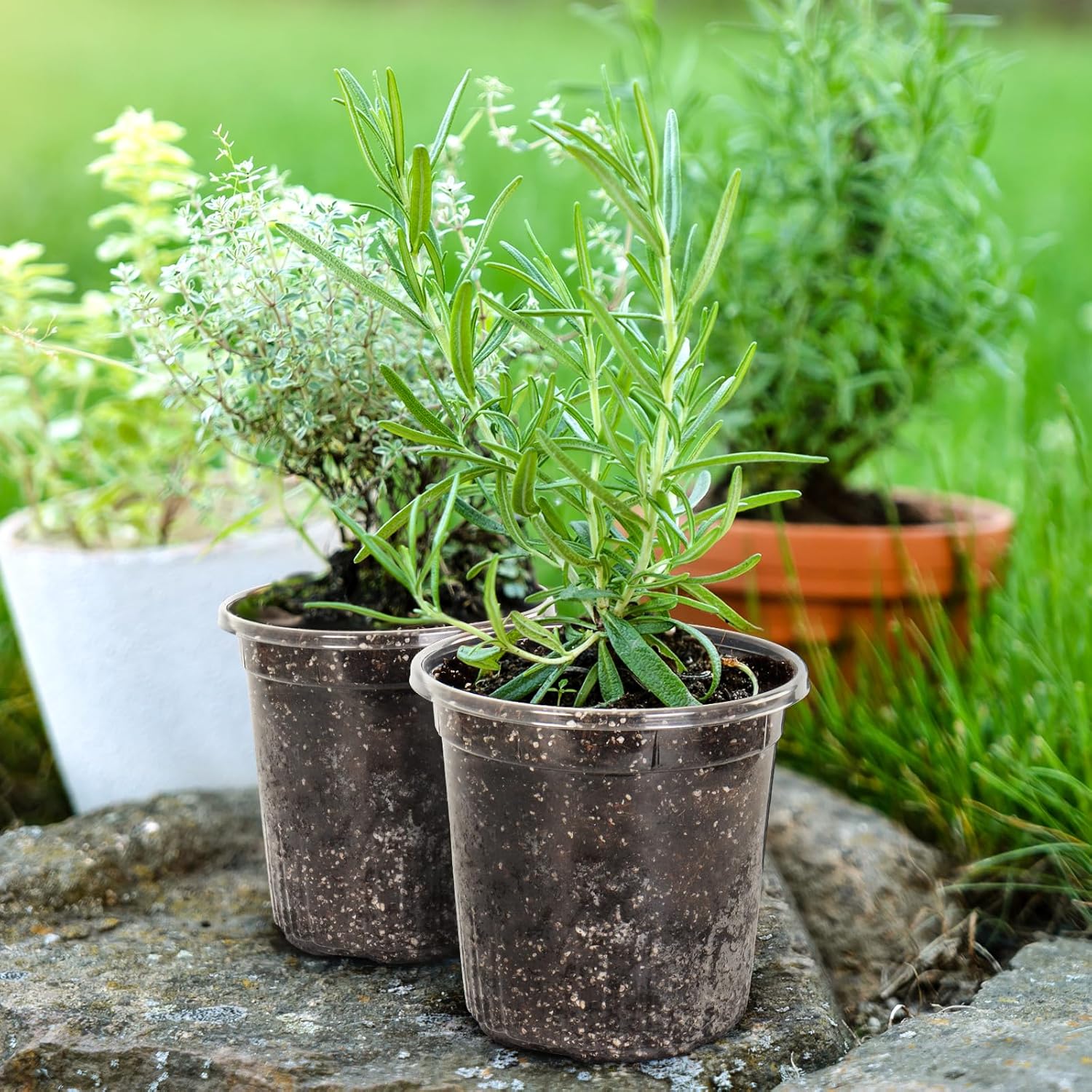1 Gallon Reinforced Clear Nursery Pots with Drainage Hole, 30 Packs, 6.7 Inch Transparent Pots for Seedlings, Indoor/Outdoor Plants, Veggies, Flowers, and Professional Nursery Use