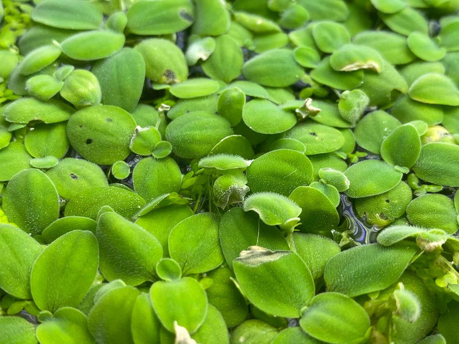 Salvinia Minima 50 + Leaves Live Floating Pond Aquarium Plant Freshwater Tanks Ponds Aquascapes Water Gardens Natural Water Filtration Purifier Easy Care Fast Growing Natural Shade Cover Betta Shrimp