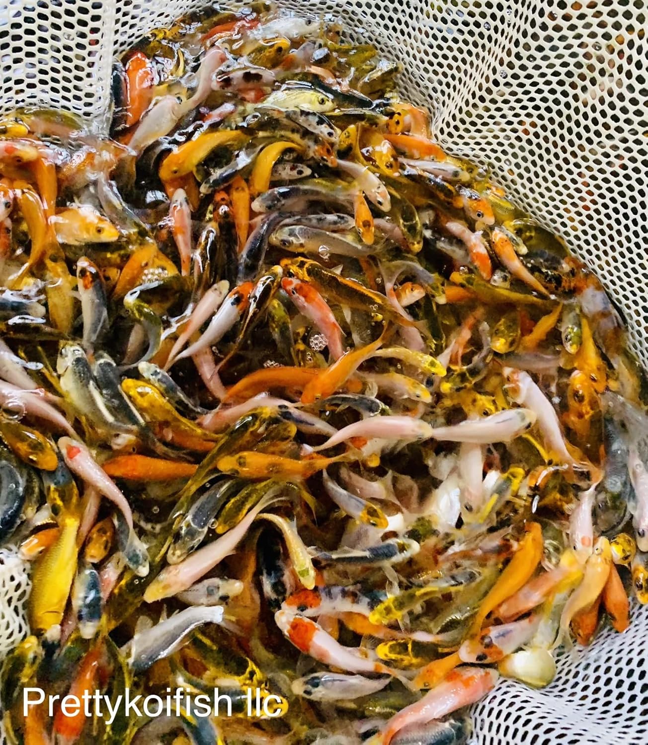 11-Lot Assorted 2"-4" Standard Fin Live Koi Fish A-Quality for Pond Garden PKF