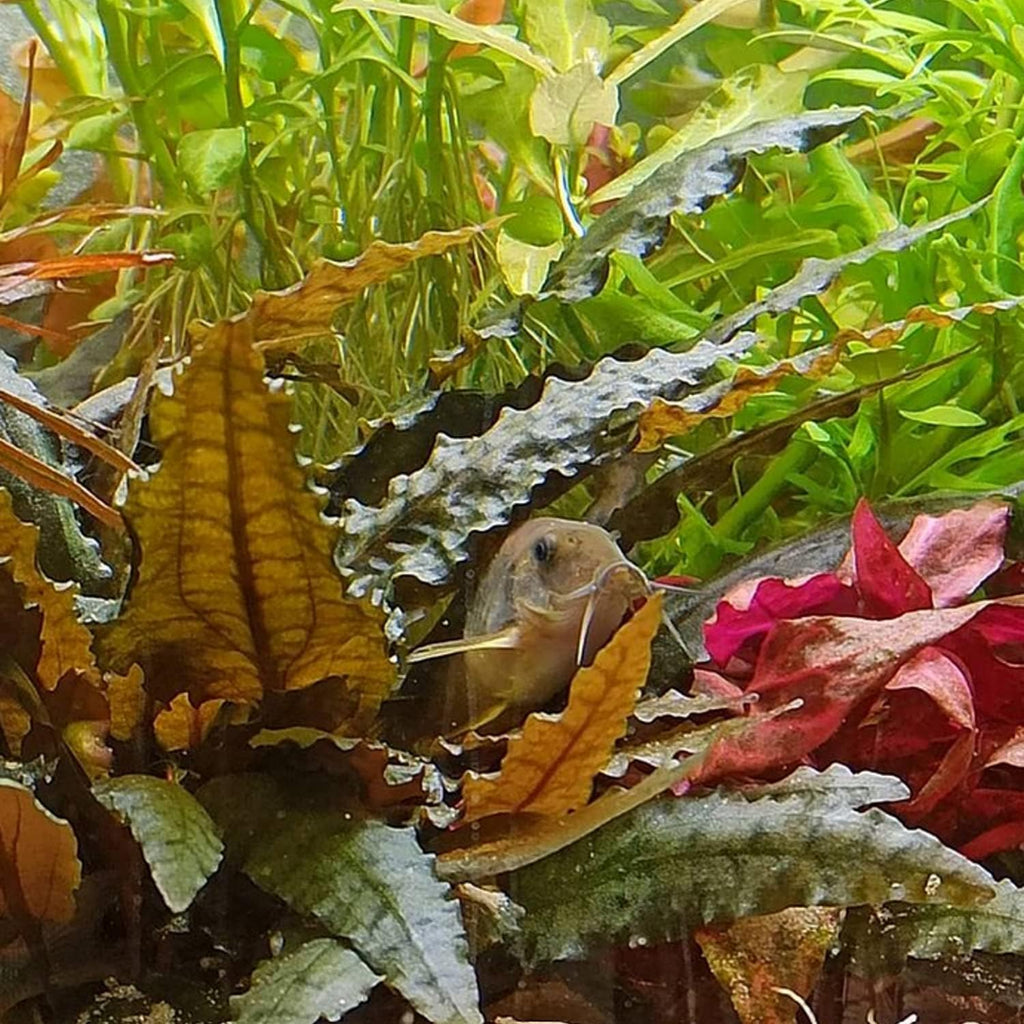 (Cryptocoryne Wendtii Brown) Cryptocoryne Assorted Tissue Culture Cup Freshwater Live Aquarium Plants Decoration BUY2GET1FREE