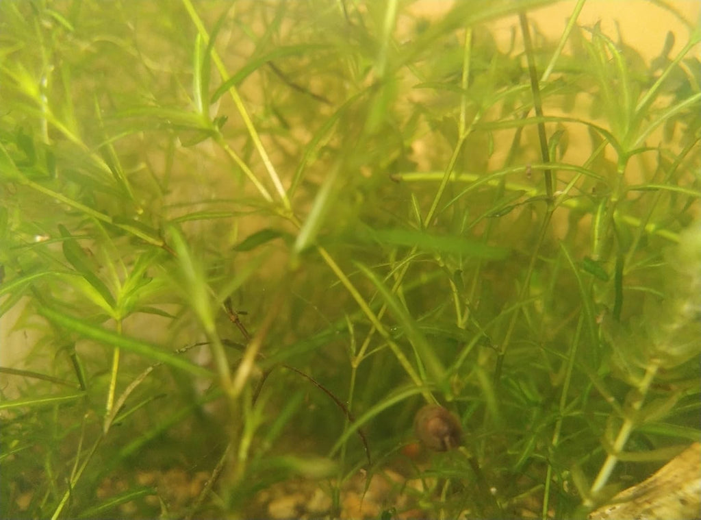 1 Cup of Live Guppy Grass Plus 1 Bunch of Hornwort Aquarium Plants, Freshwater Submerged Plants for Fish Tank